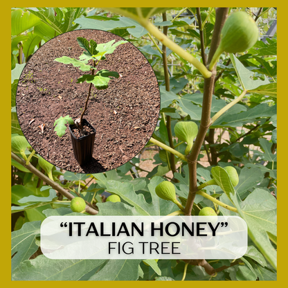 Italian Honey, White Marseille, Lattarula Fig (Ficus carica) seedling