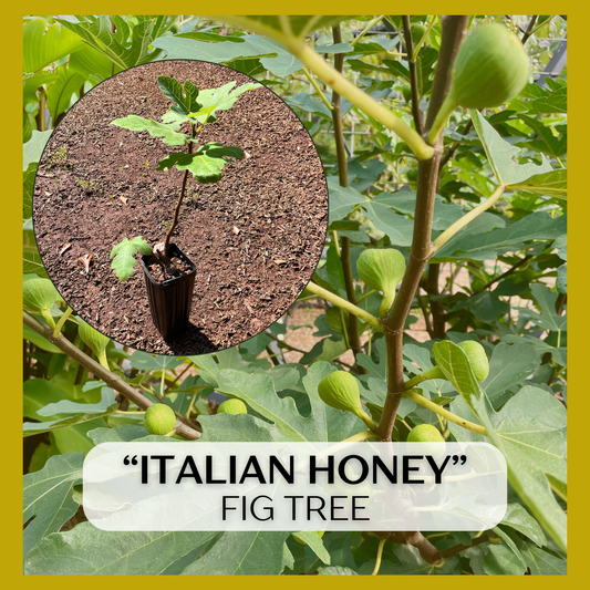 Italian Honey, White Marseille, Lattarula Fig (Ficus carica) seedling