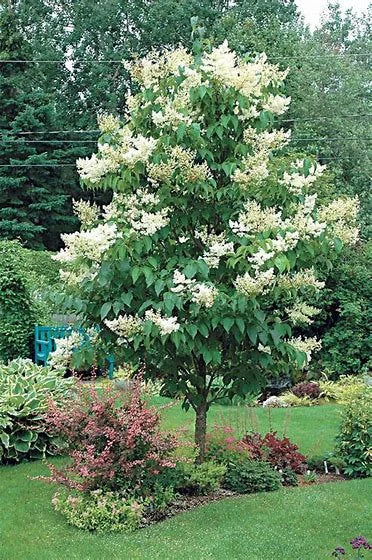 Japanese Tree Lilac (Syringa reticulata) – 1 Gallon Starter Tree (1’ - 2’)