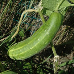 Cucumber(Kheera)-Anupam