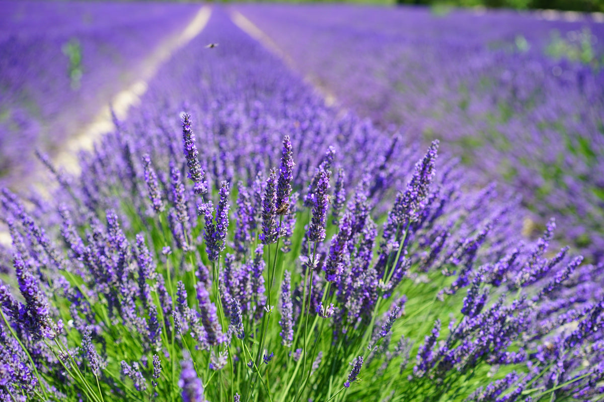 500 True ENGLISH LAVENDER VERA Lavandula Angustifolia Vera Herb Purple Flower Seeds