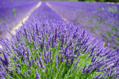 500 True ENGLISH LAVENDER VERA Lavandula Angustifolia Vera Herb Purple Flower Seeds