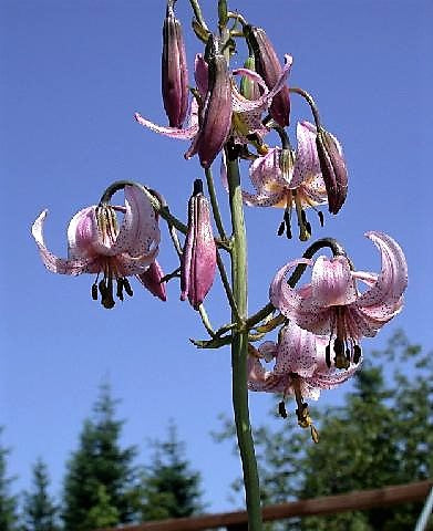 15 Western Hybrid Lily (Lillium Western Hybrids) Seeds