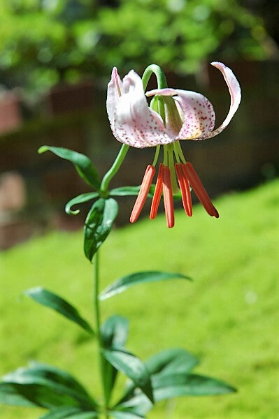 15 Western Hybrid Lily (Lillium Western Hybrids) Seeds