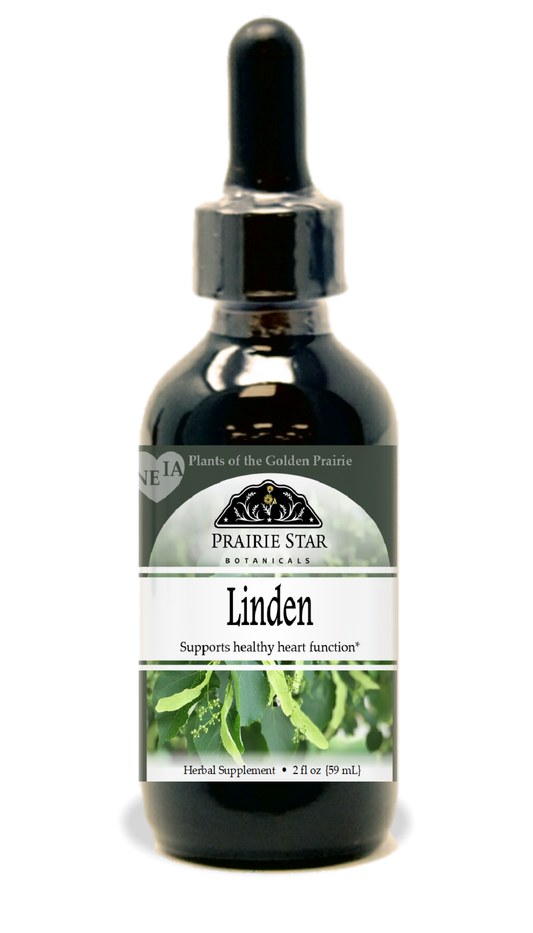 Linden Tincture or Glycerite
