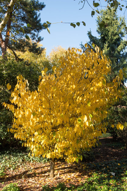 10 Spicebush (Lindera Benzoin) Seeds