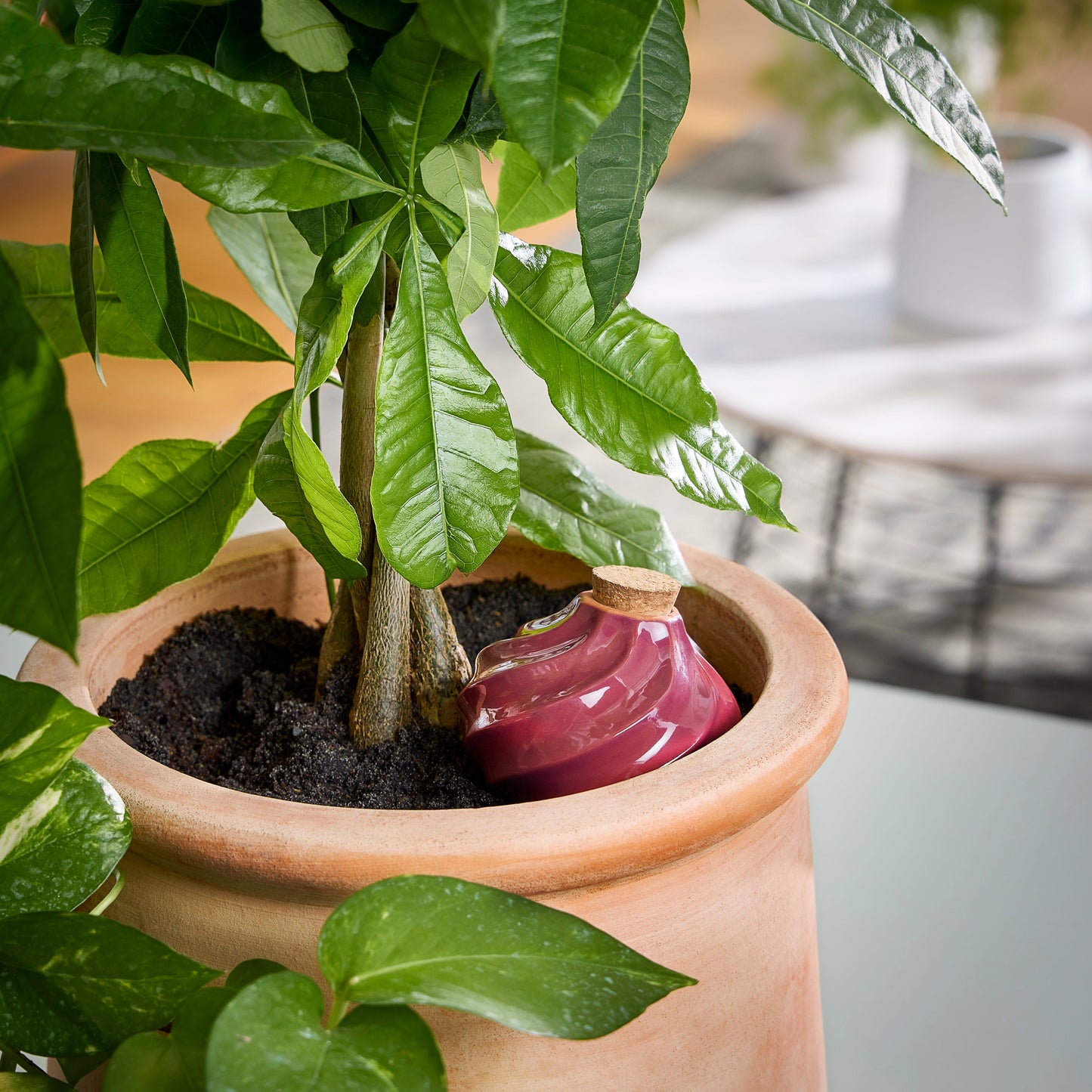 Terracotta Watering Bulbs
