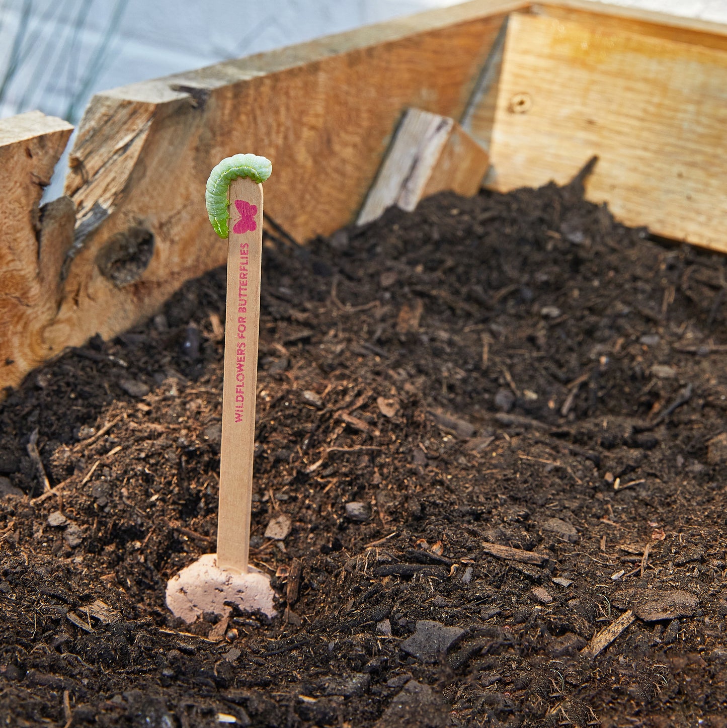 Seed Pops - Pollinator Edition
