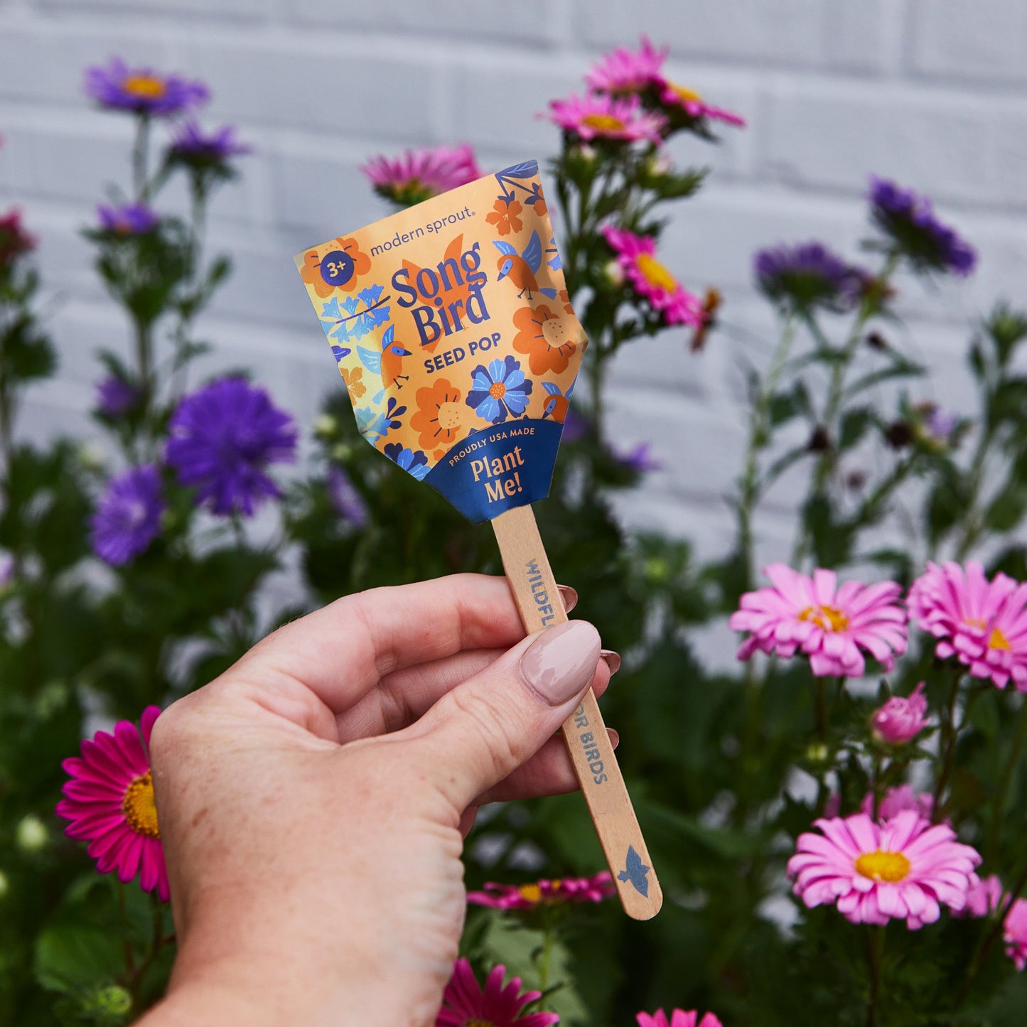Seed Pops - Pollinator Edition