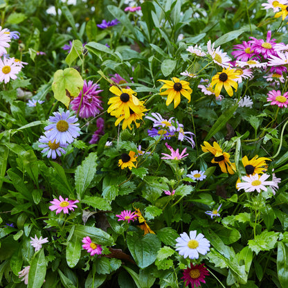 Magical Plops: Fun Seed Bombs!