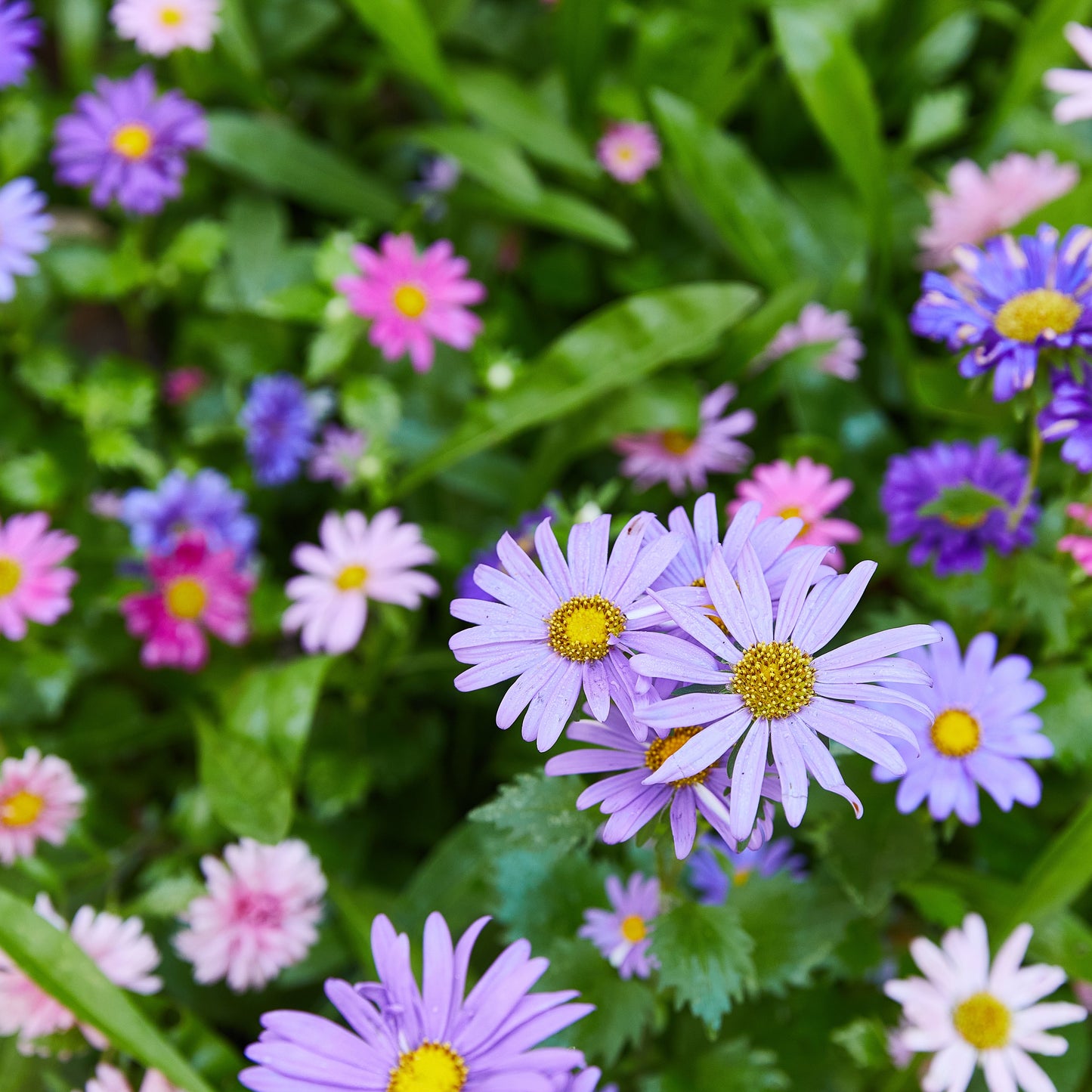 Magical Plops: Fun Seed Bombs!
