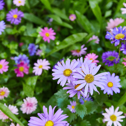 Magical Plops: Fun Seed Bombs!
