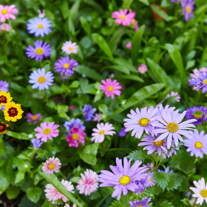 Seed Confetti Popper/Cracker