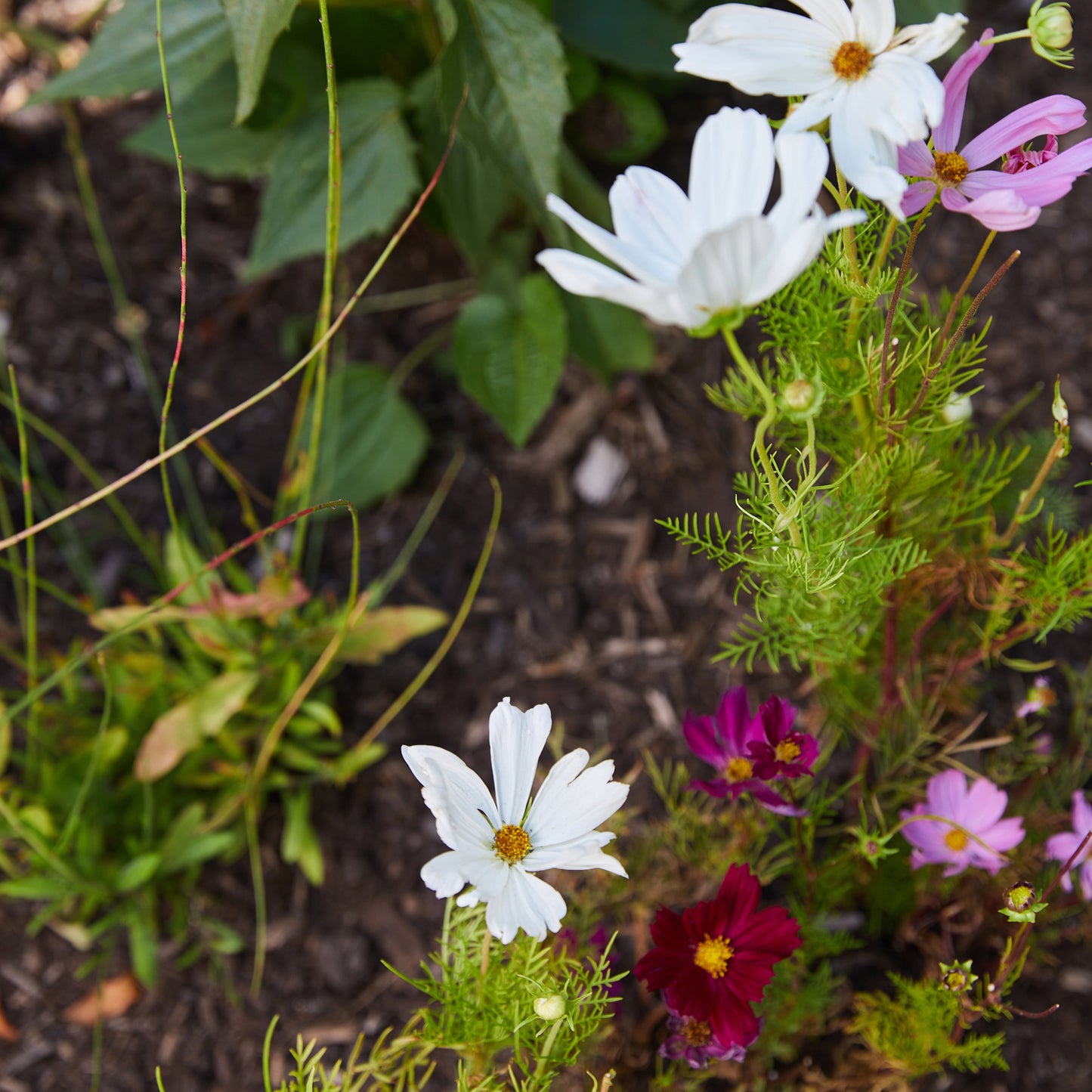 Jingle Plops: Festive Seed Bombs!
