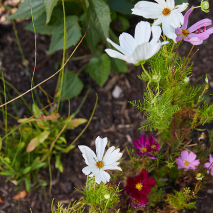 Jingle Plops: Festive Seed Bombs!