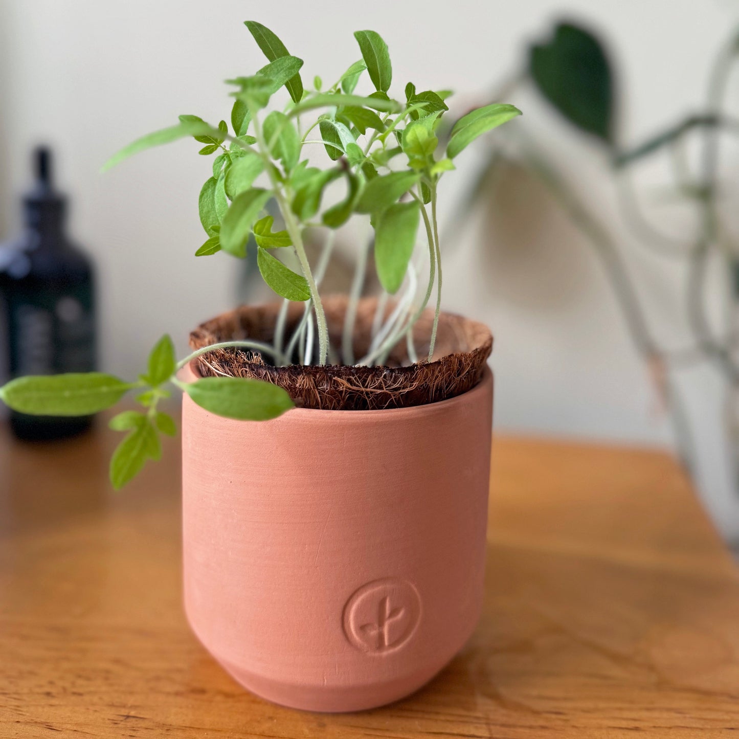 Tiny Terracotta Garden Kits: Seed Starting