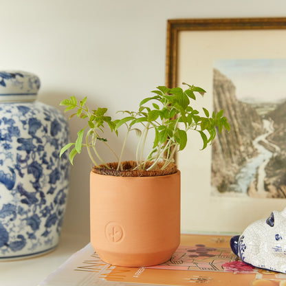 Tiny Terracotta Garden Kits: Seed Starting