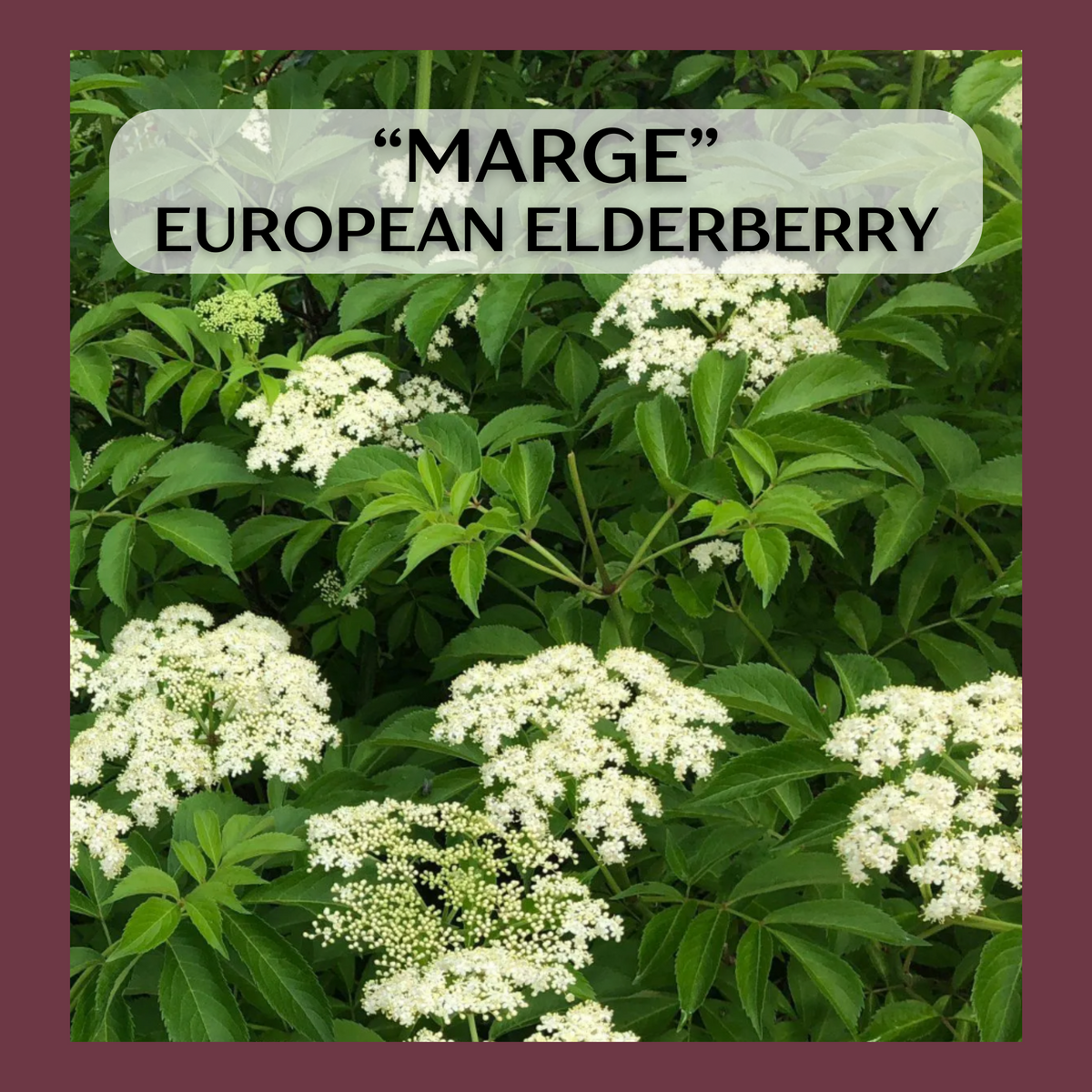 "Marge" European Elderberry