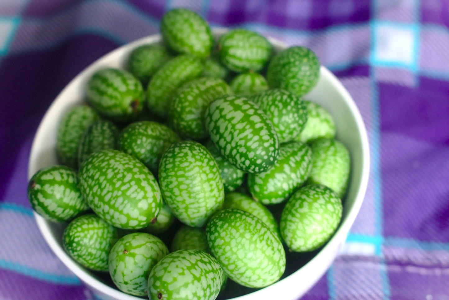 10 Cucamelon (Melothria Scabra) Seeds