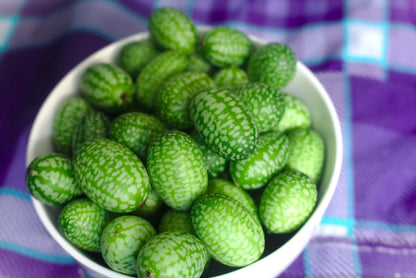 10 Cucamelon (Melothria Scabra) Seeds