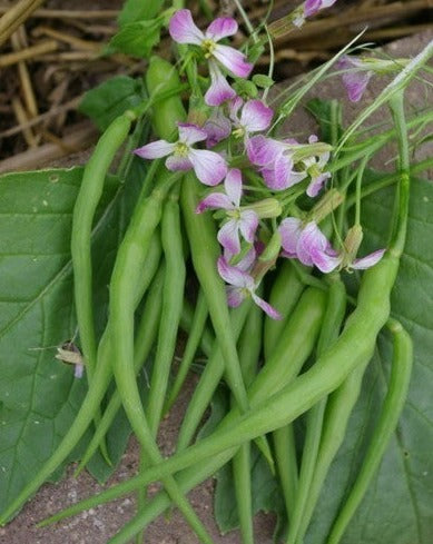 Moongre-Radish Pods