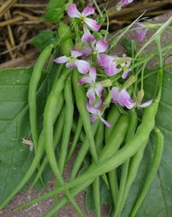 Moongre-Radish Pods