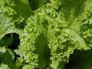 Mustard Greens-Basanti