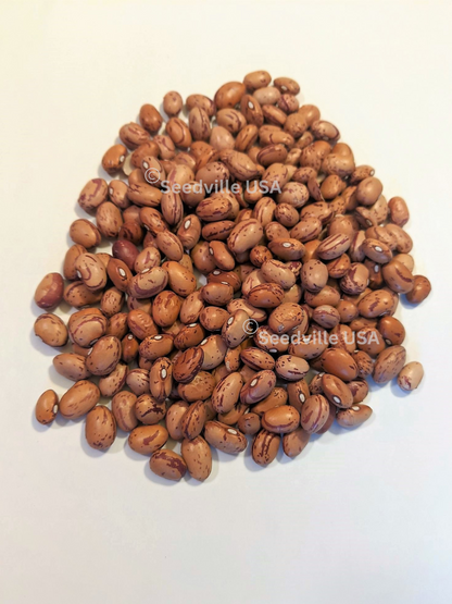 25 Cranberry Bean (Phaseolus Vulgaris) Seeds
