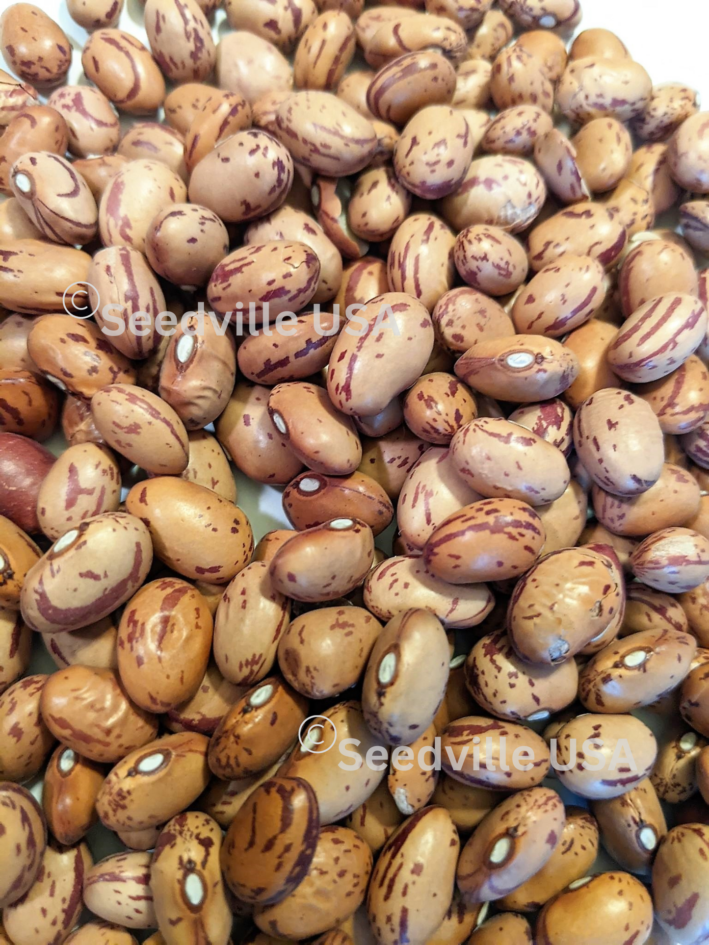 25 Cranberry Bean (Phaseolus Vulgaris) Seeds