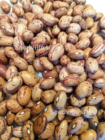 25 Cranberry Bean (Phaseolus Vulgaris) Seeds