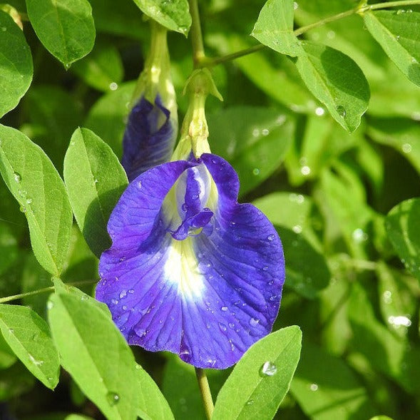 Butterfly Pea