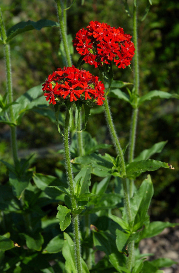 Maltese Cross