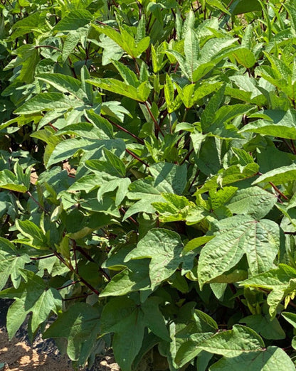 Broad Leaf Red Stem Gongura