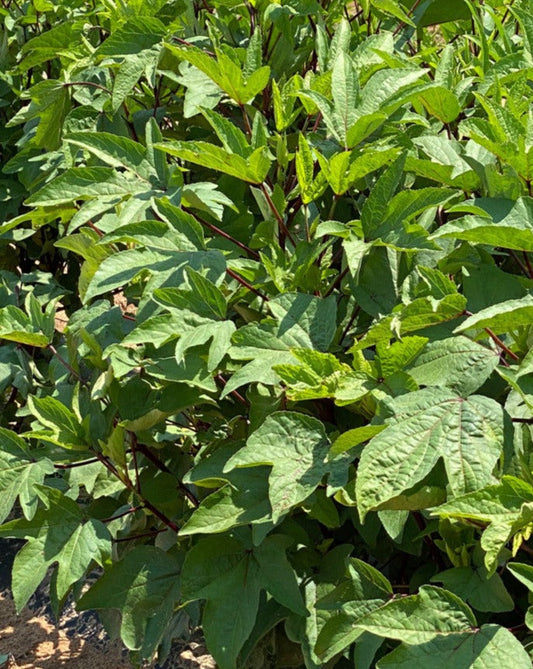 Broad Leaf Red Stem Gongura