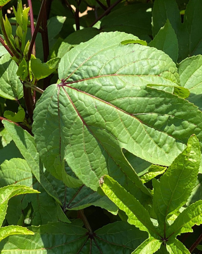 Broad Leaf Red Stem Gongura