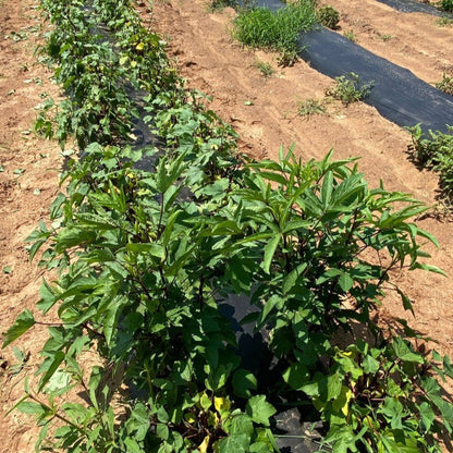 Broad Leaf Red Stem Gongura