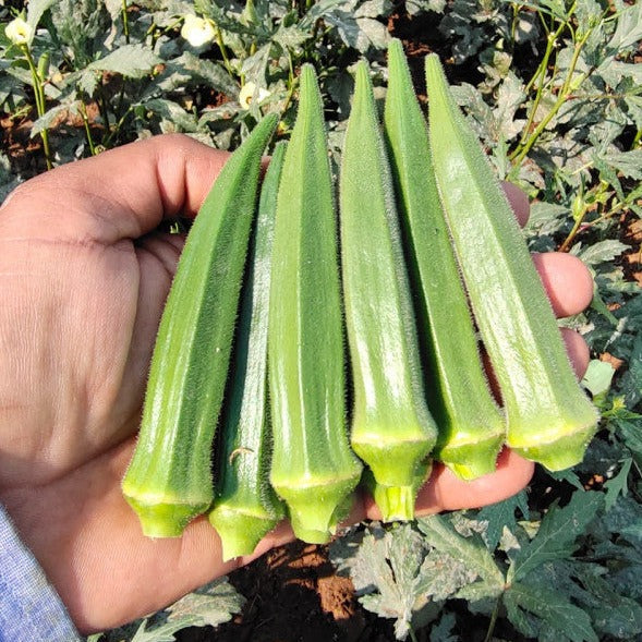 Okra-Komal