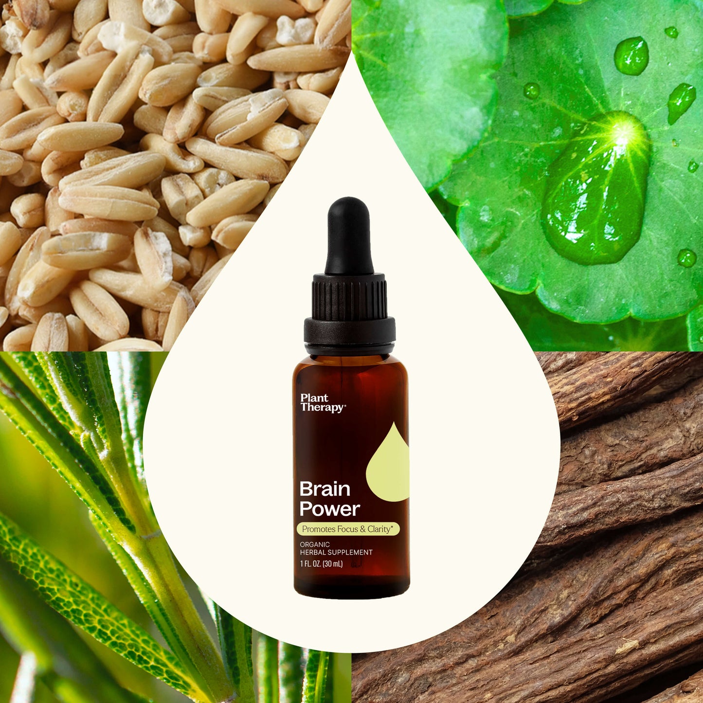 Brain Power Organic Glycerite