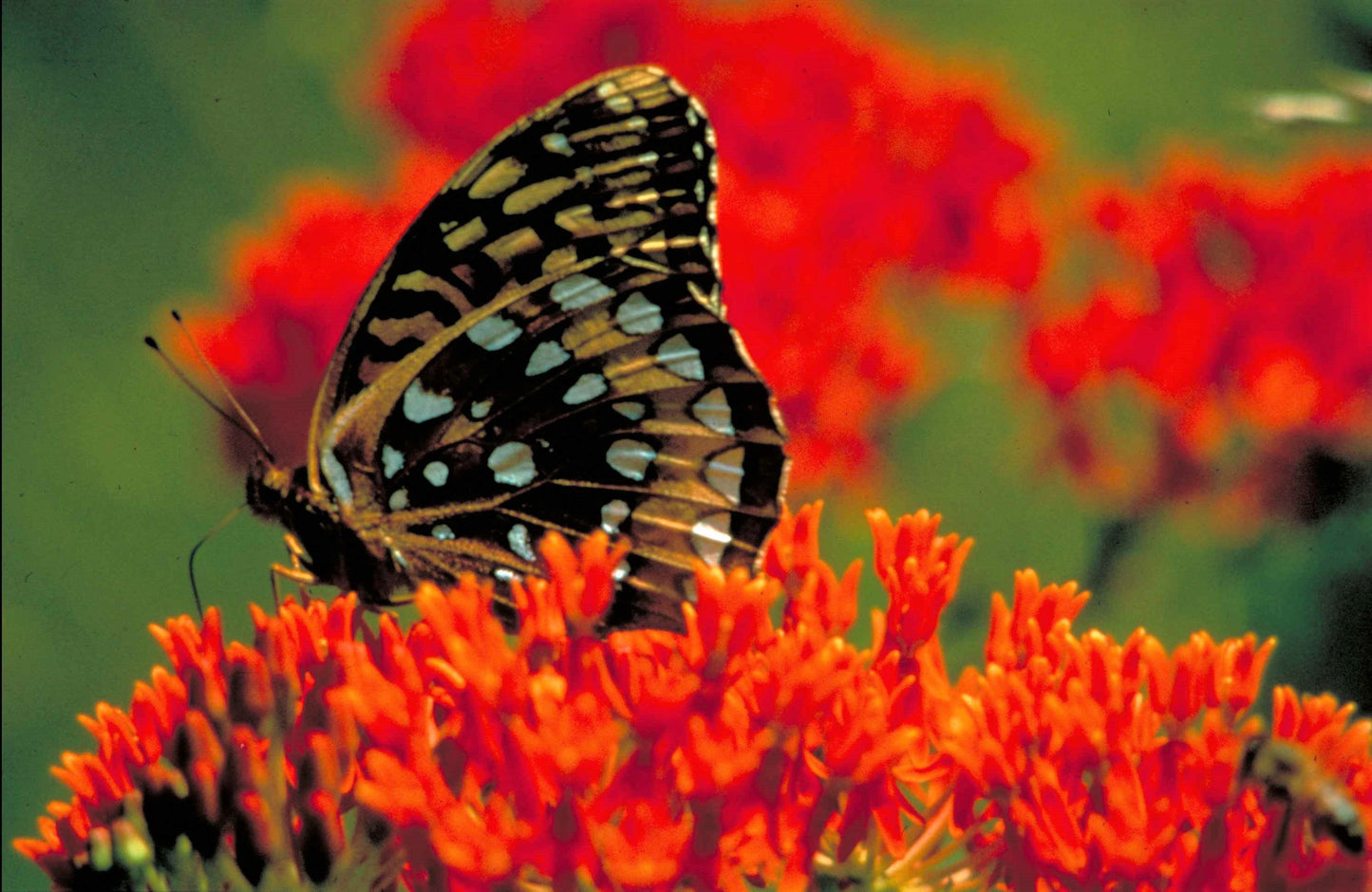 10 'Gay Butterflies' Milkweed (Asclepias Tuberosa) Seeds