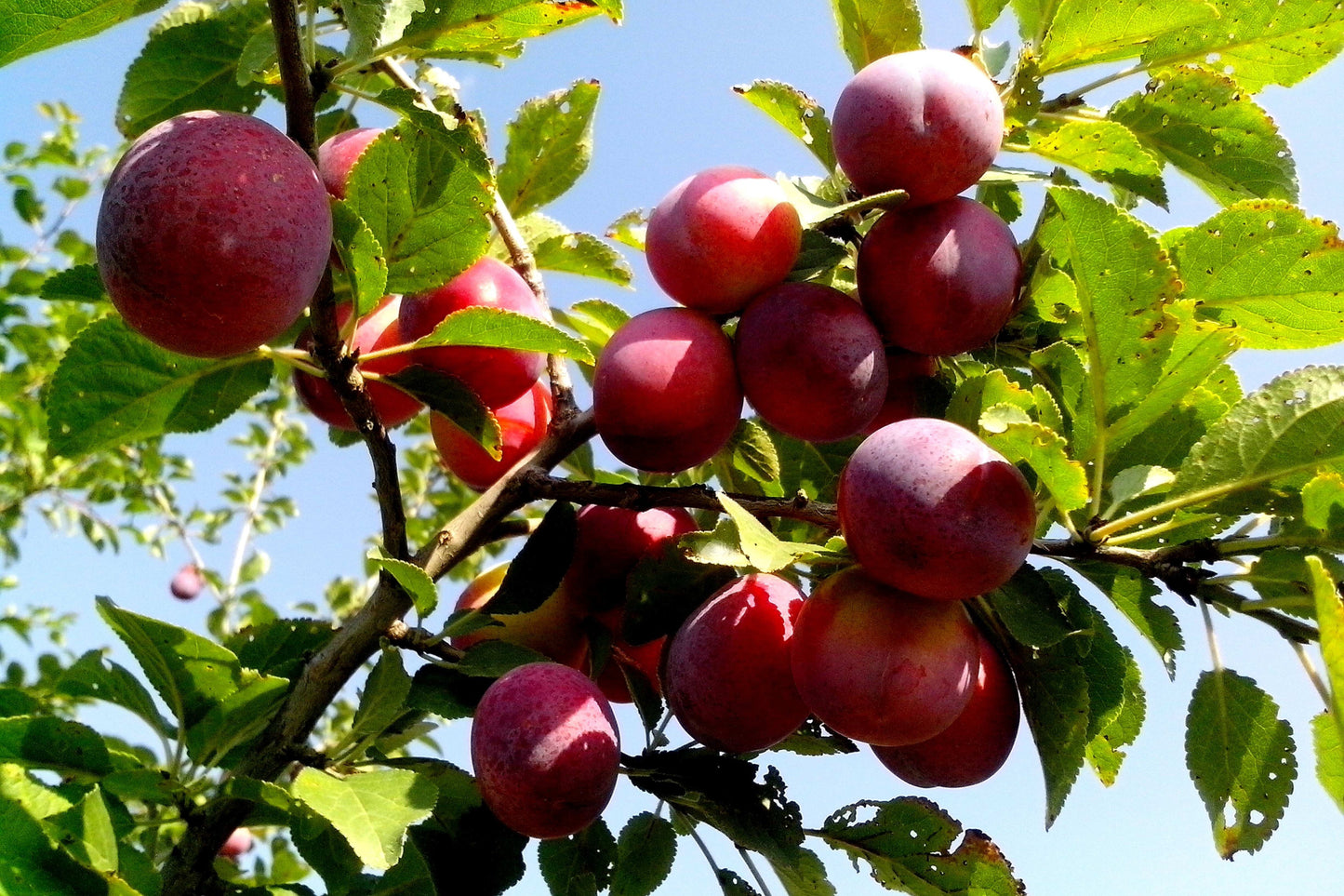 5 American Plum (Prunus Americana) Seeds