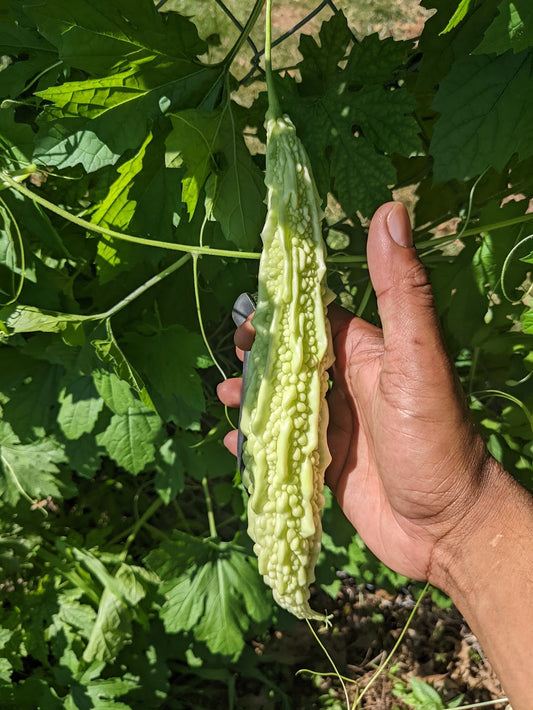 Bitter gourd-Gori