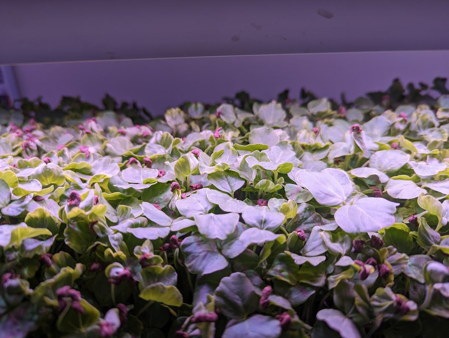 Broad Leaf Red Stem Gongura