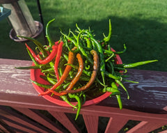 Hot Pepper-Aruna