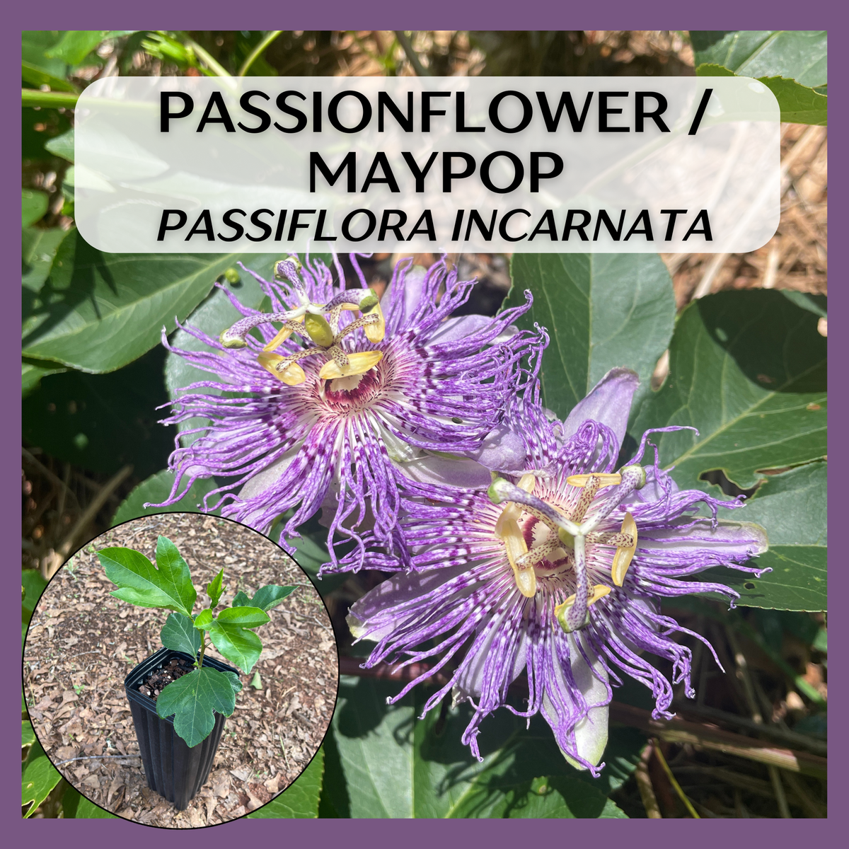 Maypop / Passionflower (Passiflora incarnata) seedling