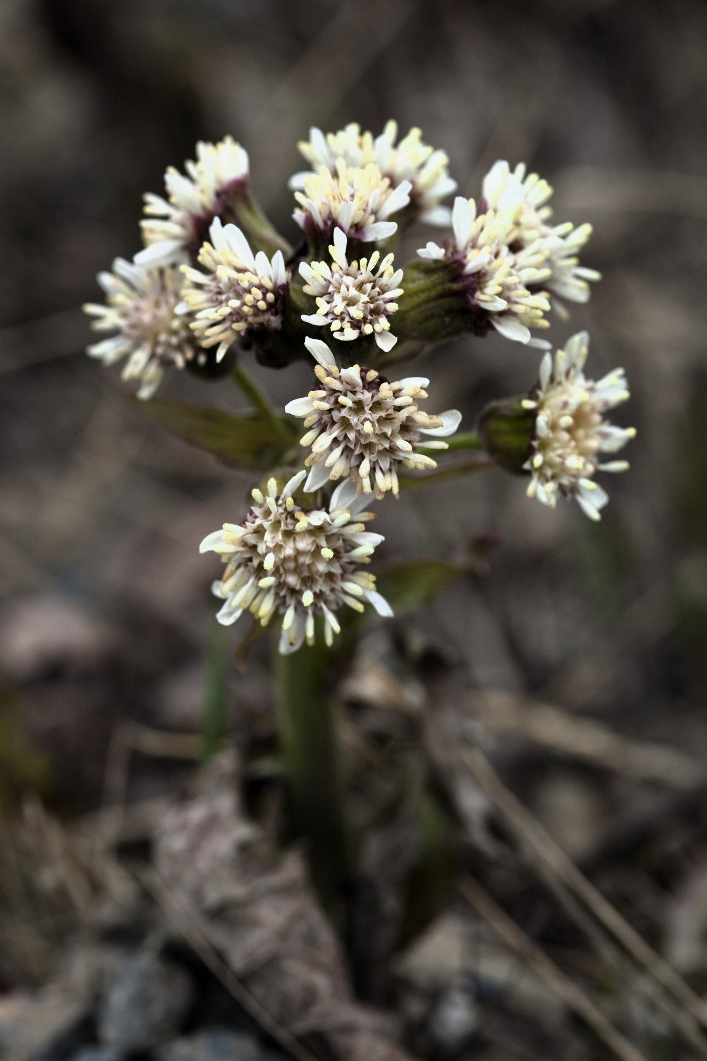 100 Arctic Coltsfoot (Petasites Frigidus) Seeds