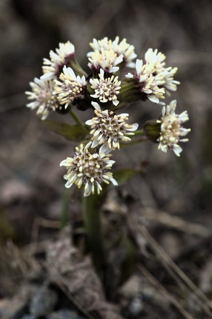 100 Arctic Coltsfoot (Petasites Frigidus) Seeds