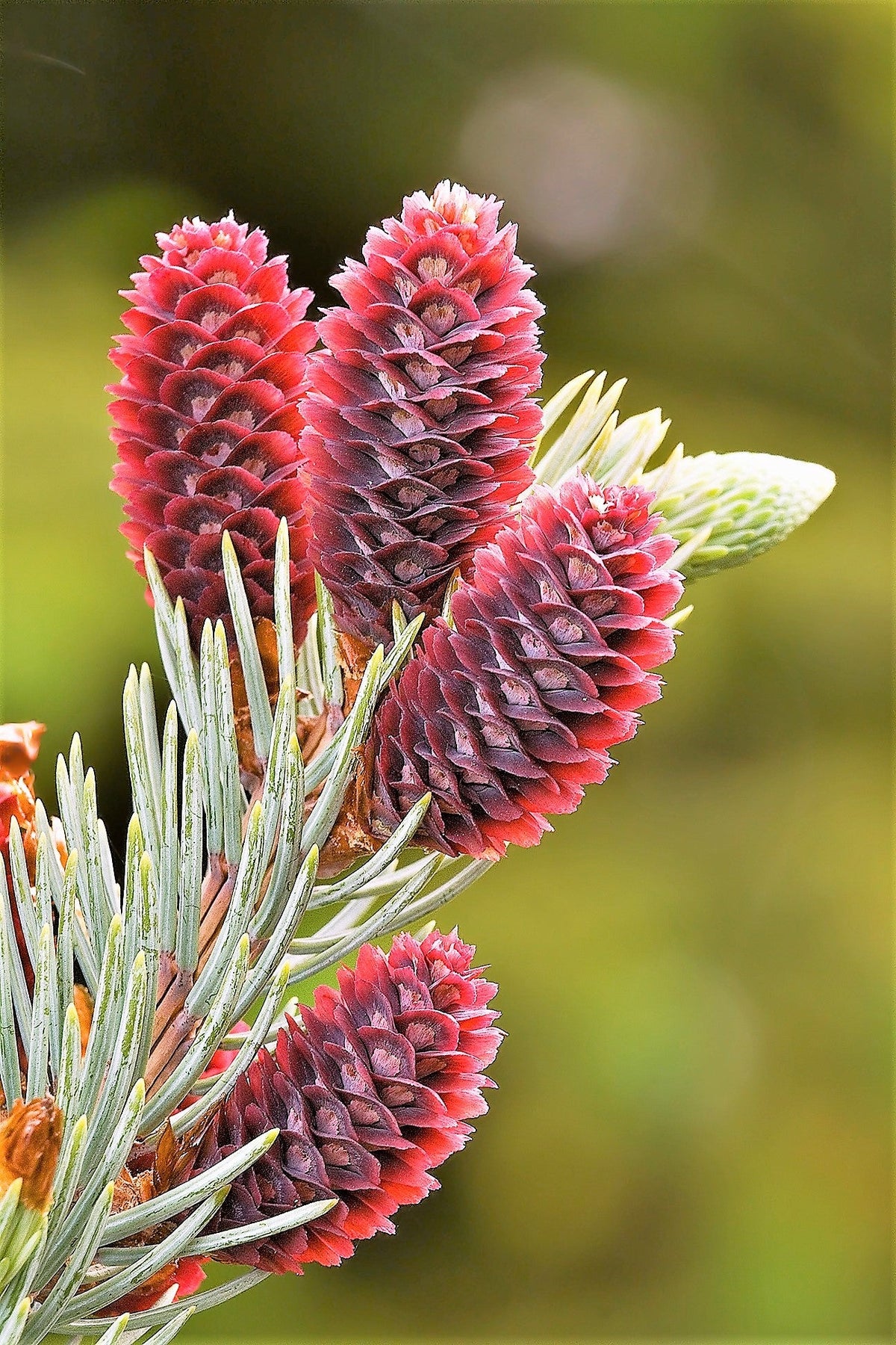 Colorado Blue Spruce (Picea pungens) Seeds – 50 ct