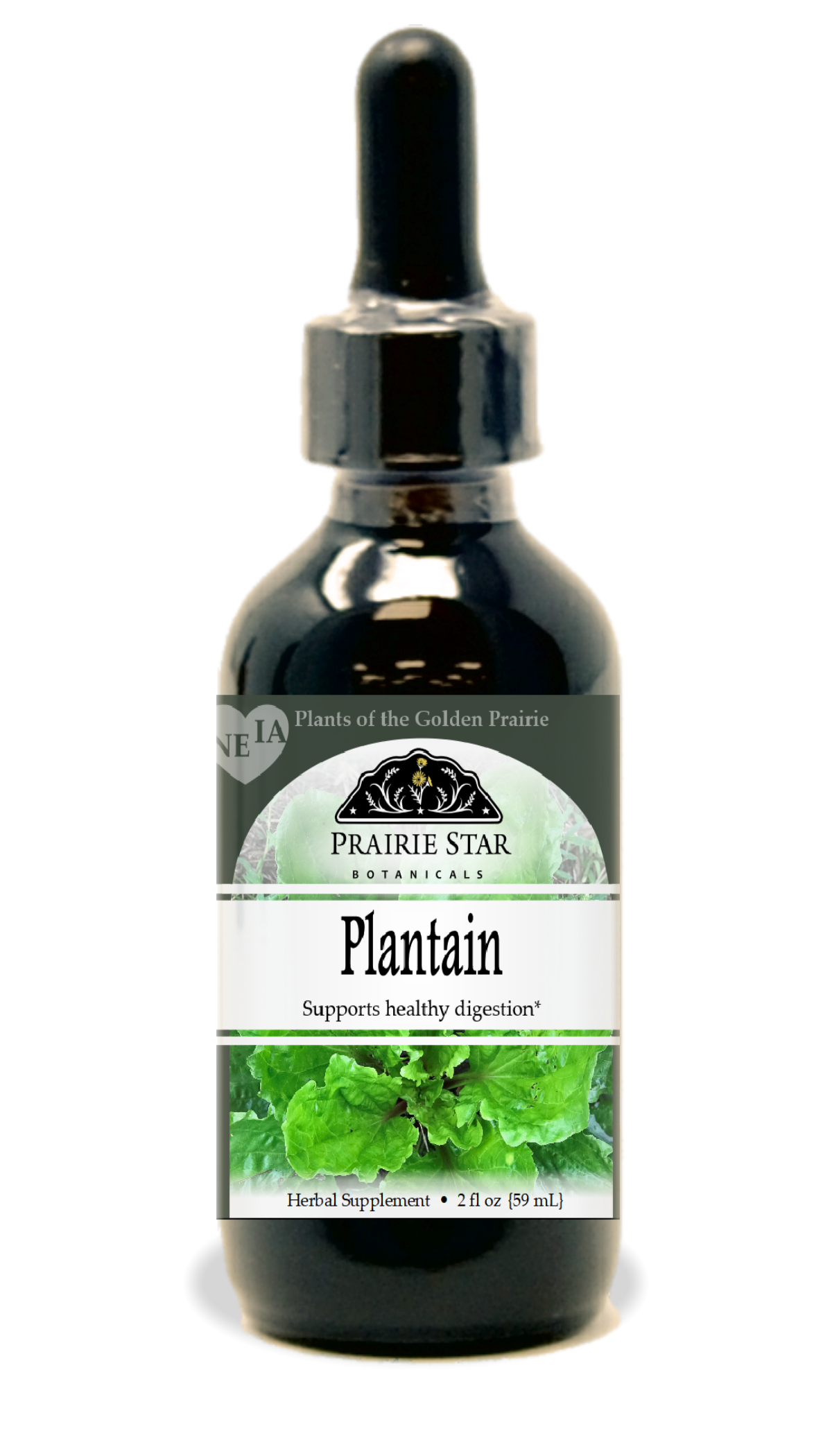 Plantain Tincture or Glycerite