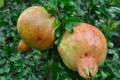 Surh-Anor Russian Pomegranate (Punica granatum) seedling