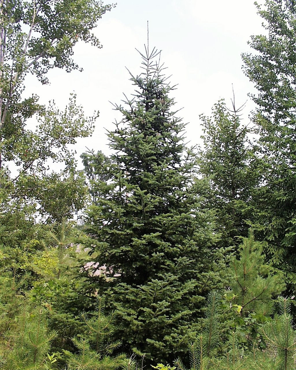 30 Balsam Fir Tree (Abies Balsamea) Seeds
